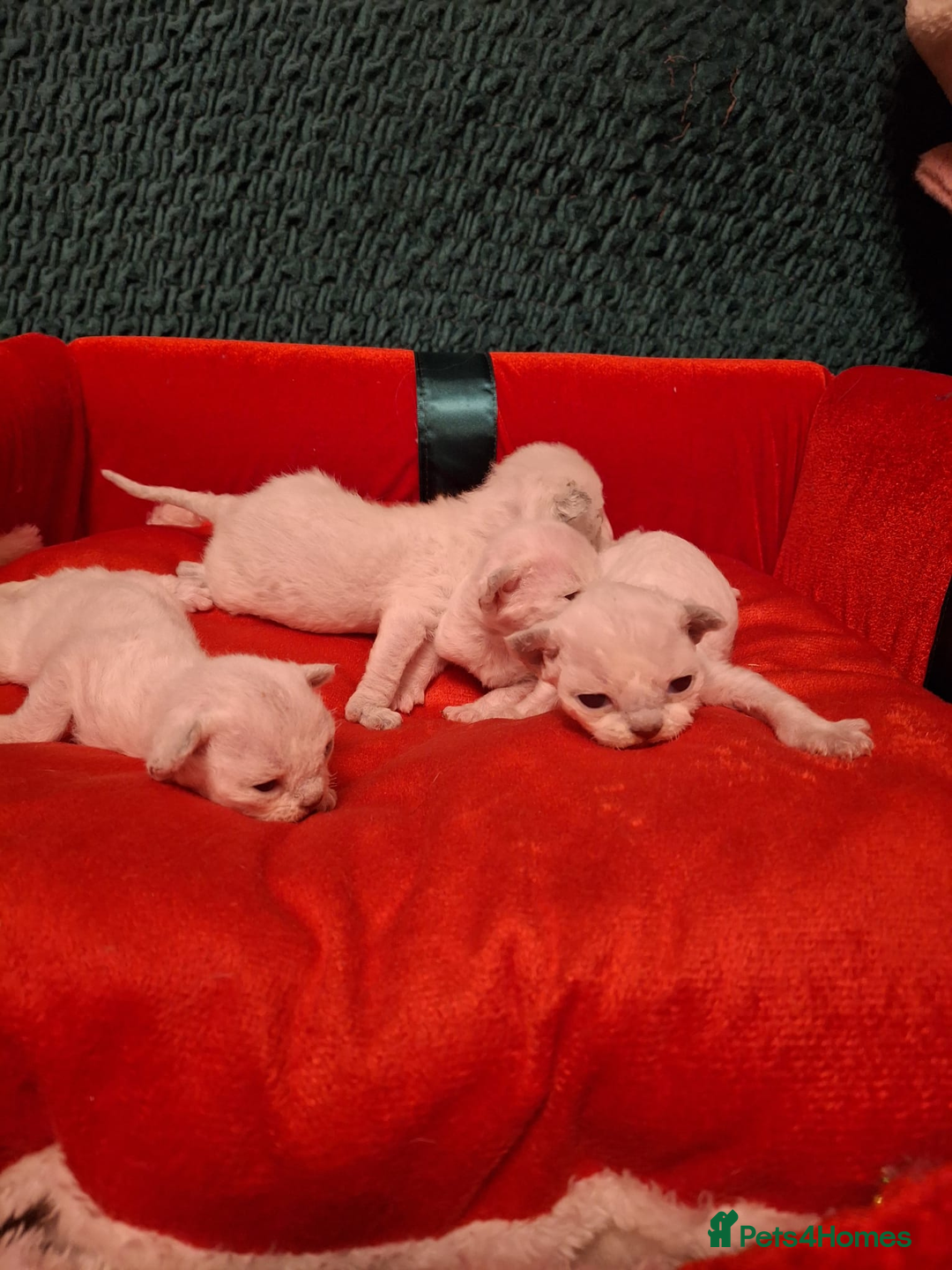 Devon Rex cats for sale: 🌸 Wonderful Devon Rex Kittens  🌸 - Advert 12