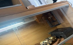 Python Snake reptiles for sale: Female Royal Python  - Image 6