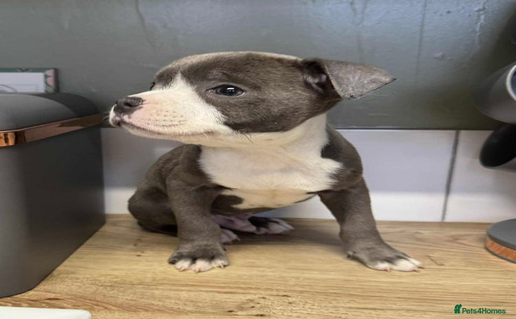 Staffordshire Bull Terrier dogs - Advert 4