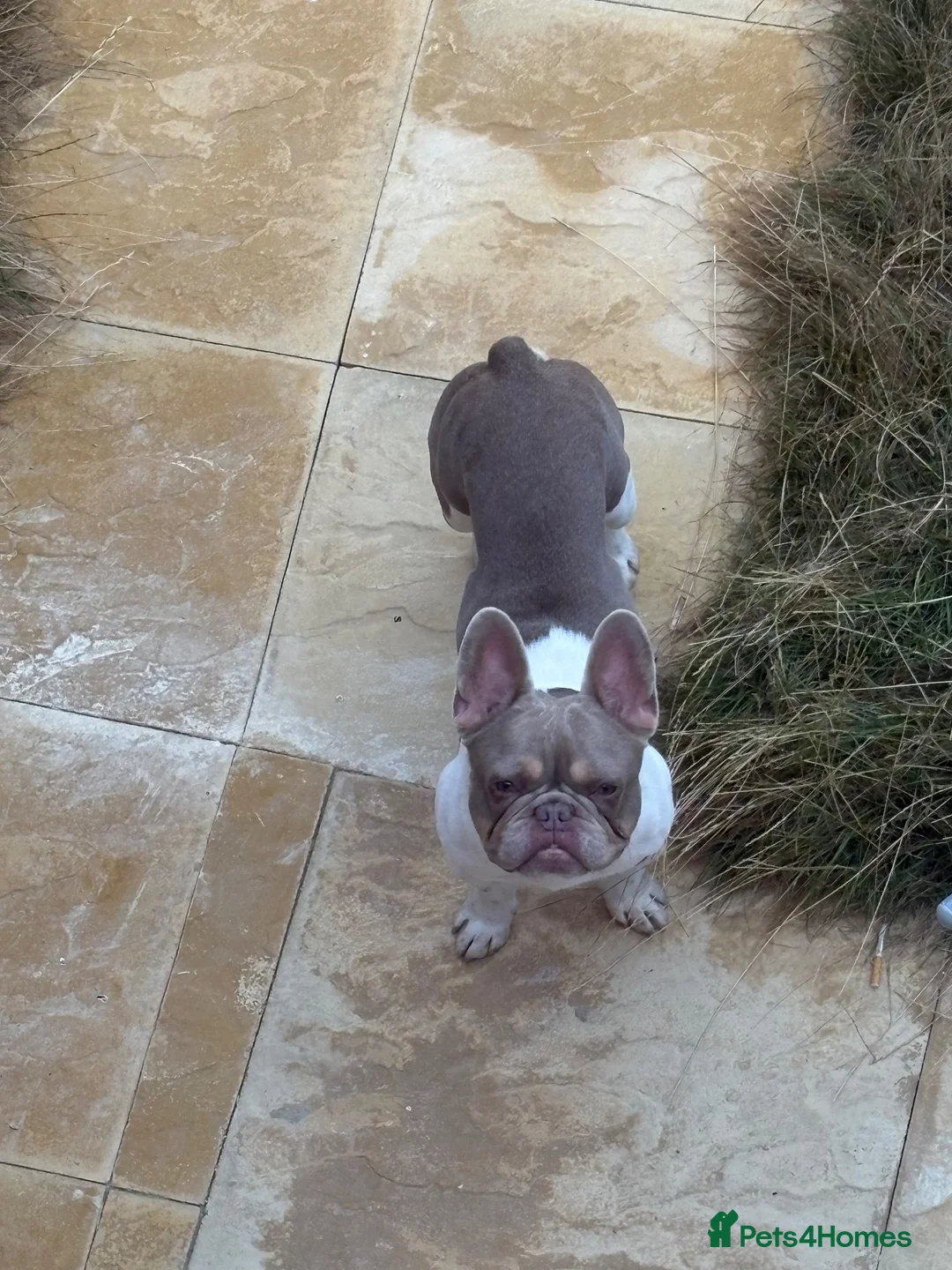 French Bulldog dogs for sale: French bulldog  in Norwich - Advert 2