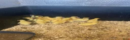 Ducks poultry for sale: Muscovy and pekin ducklings - Advert 3