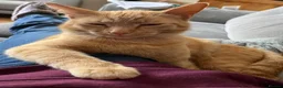 Mixed Breed cats for sale: Ginger tabby in Callington - Advert 2