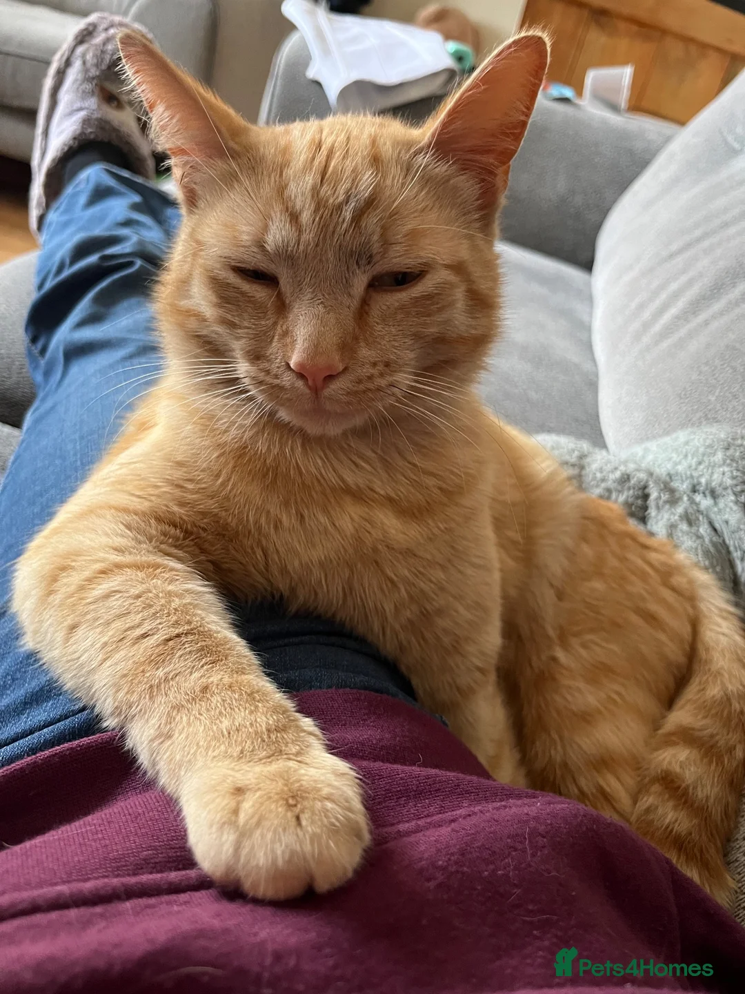 Mixed Breed cats for sale: Ginger tabby in Callington - Advert 2