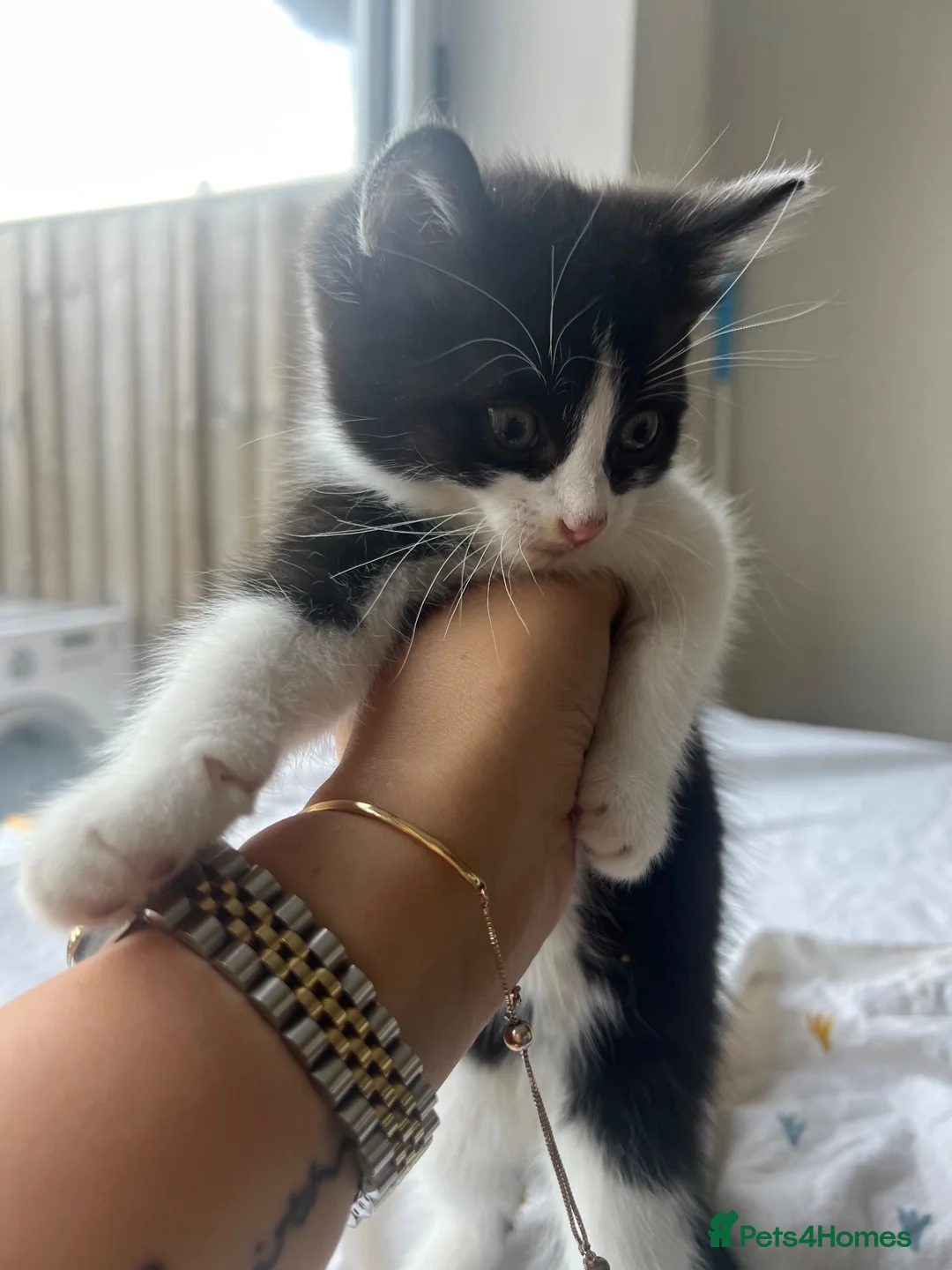 Mixed Breed cats for sale: Kittens need forever home - Advert 2