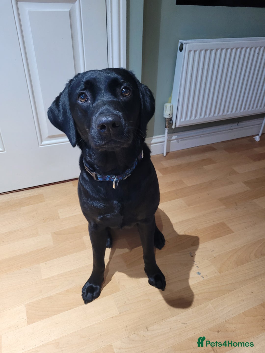 Labrador Retriever dogs for sale: 6 beautiful Labrador (all reserved)  - Advert 4