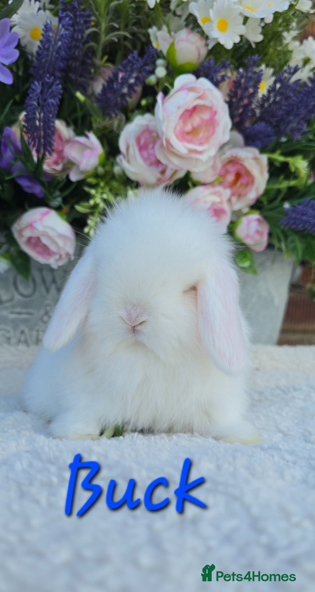 Mini Lop rabbits Beautiful quality mini lops - Advert 2