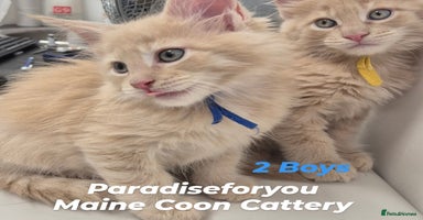 Maine Coon cats - Advert 9