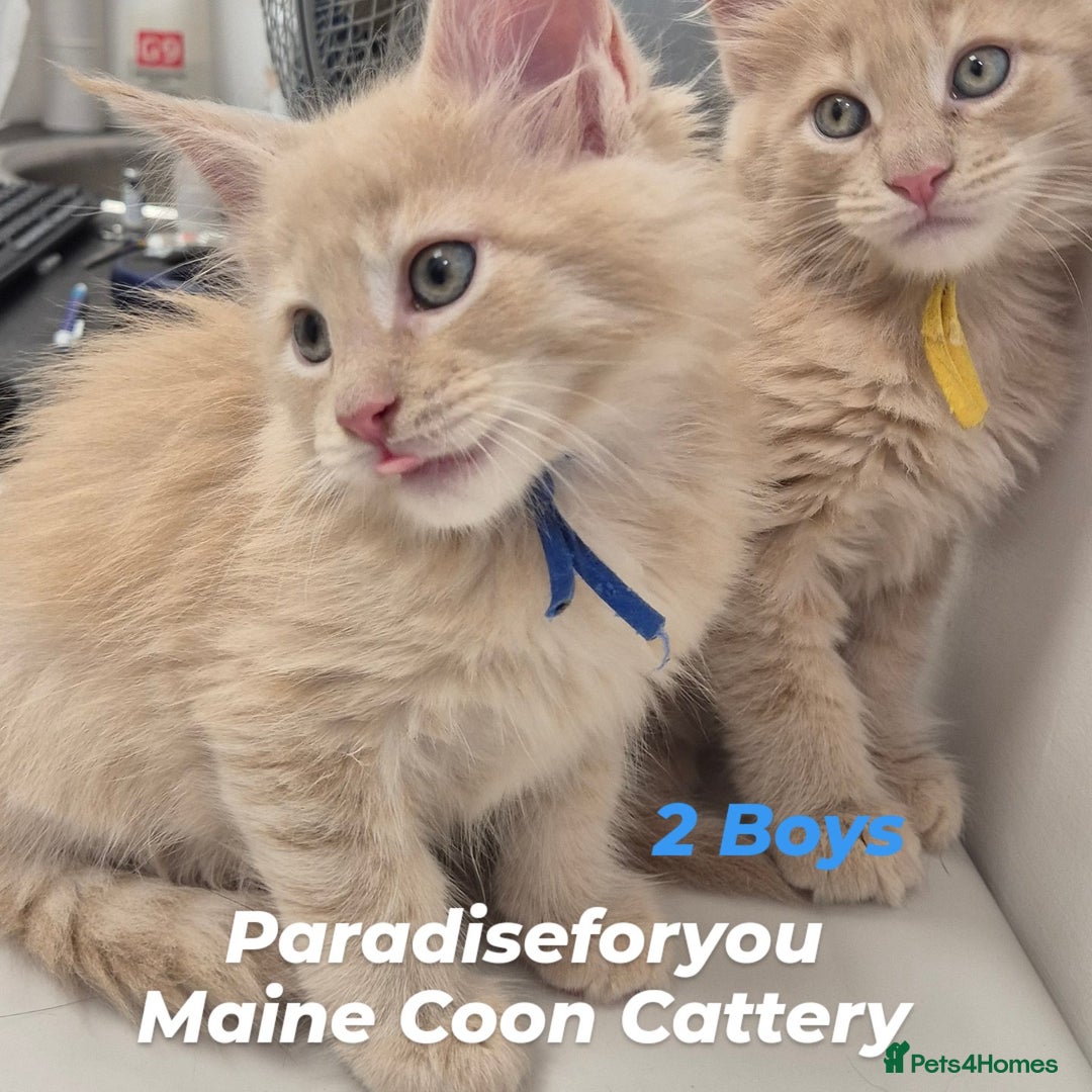 Maine Coon cats for sale: Maine Coon kittens Glasgow  - Image 3