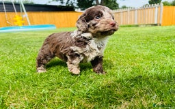 Cockapoo dogs for sale: Chocolate Merle Cockapoo Babies 🐾🐾🐾 - Image 7