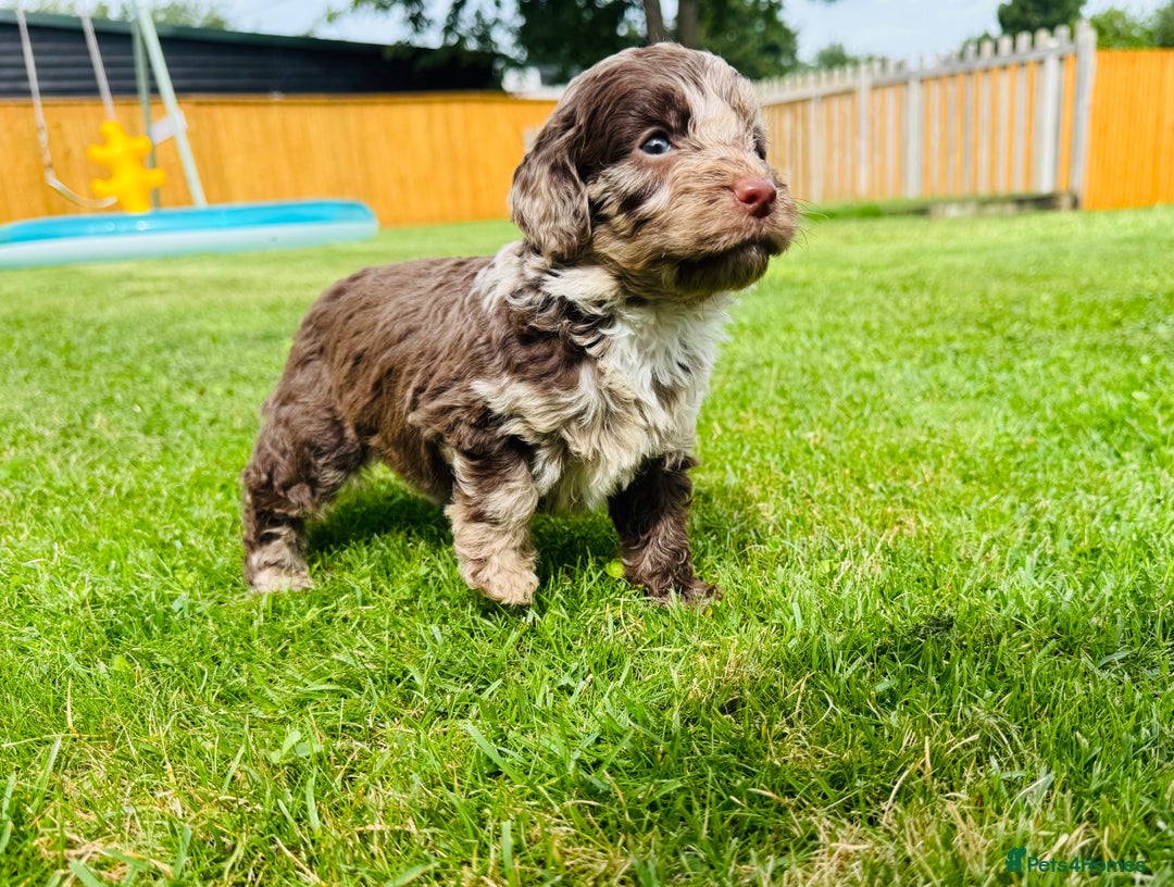 Cockapoo dogs for sale: Chocolate Merle Cockapoo Babies 🐾🐾🐾 - Image 7