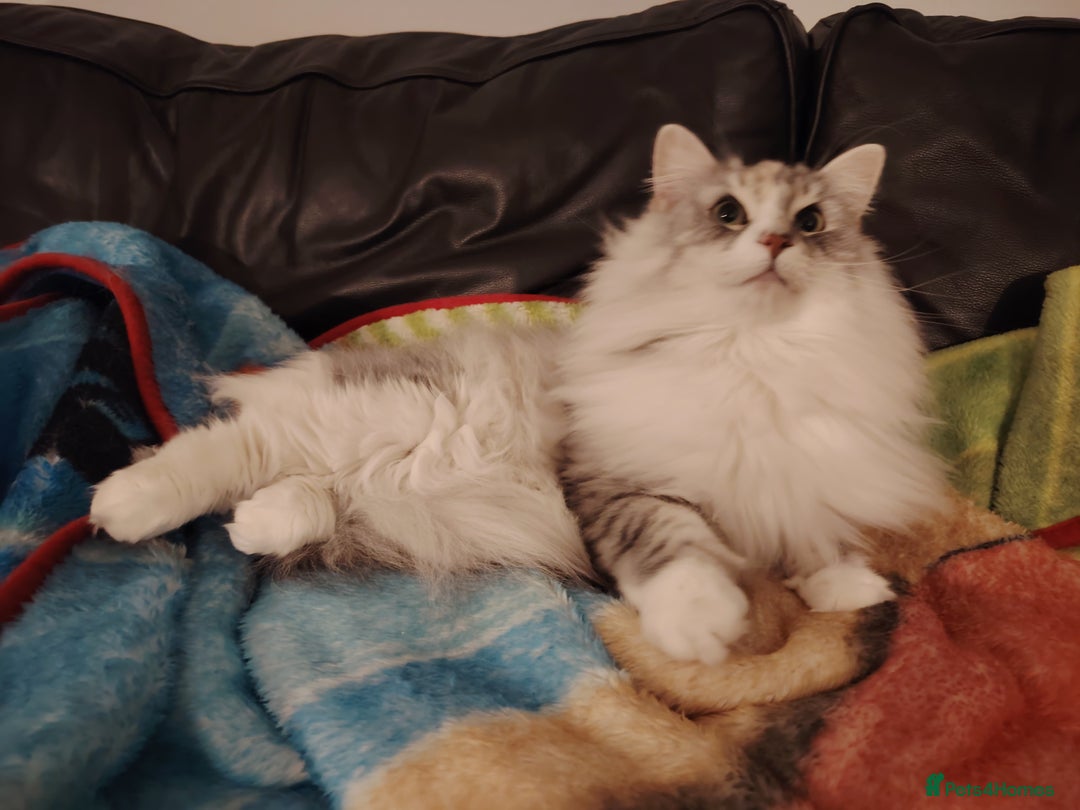 Norwegian Forest Cat cats for sale: Freya - Norwegian Forest Cat - Advert 2