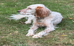 English Setter dogs for adoption: Pecas - Image 10