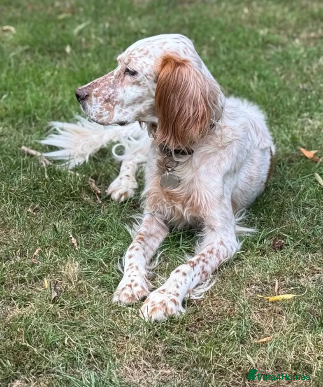 English Setter dogs for adoption: Pecas - Image 10
