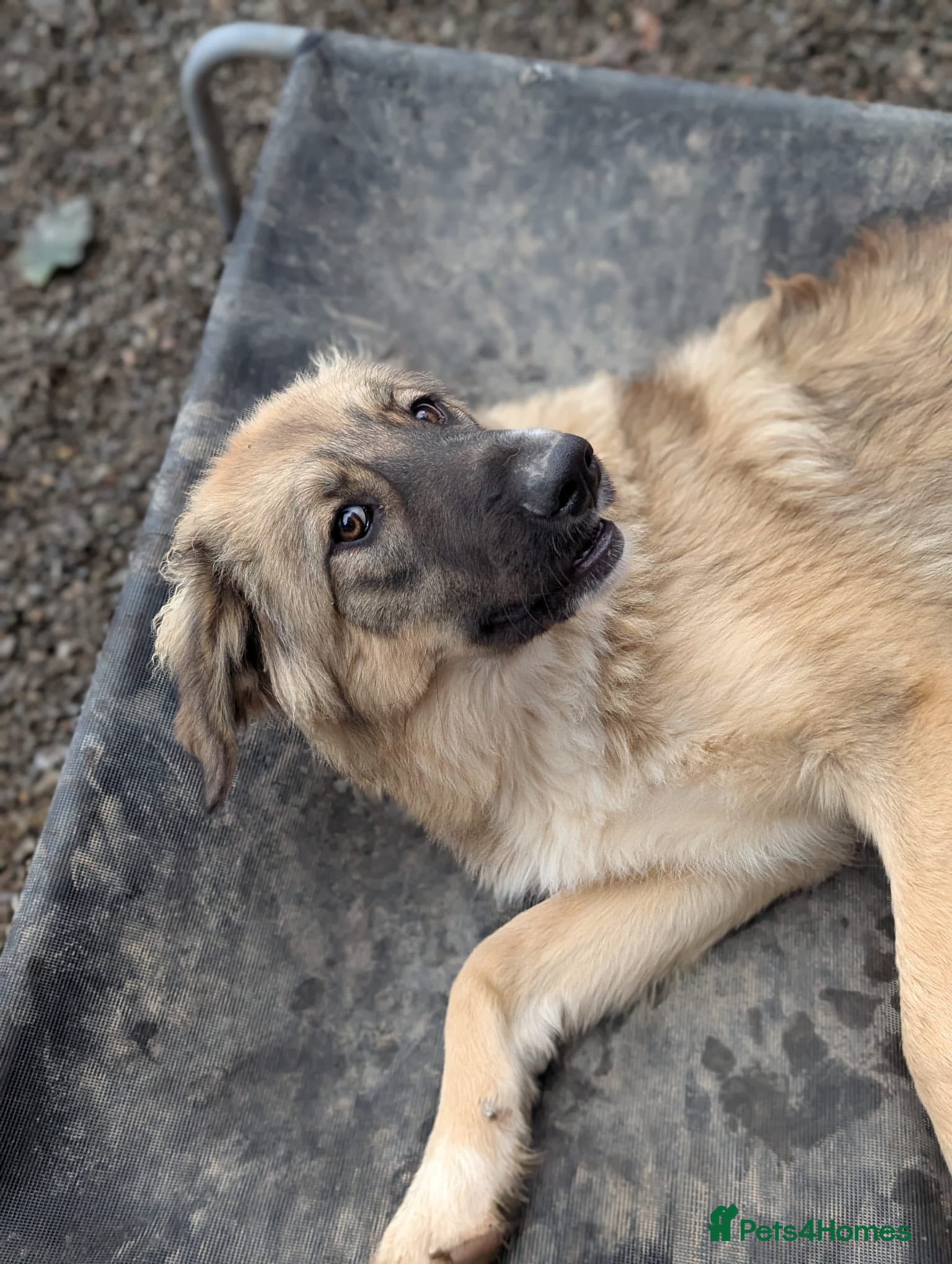 Meet Iona — Mixed Breed