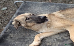 Mixed Breed dogs for adoption: Meet Iona – The Sweet, Shy Sister - Image 10