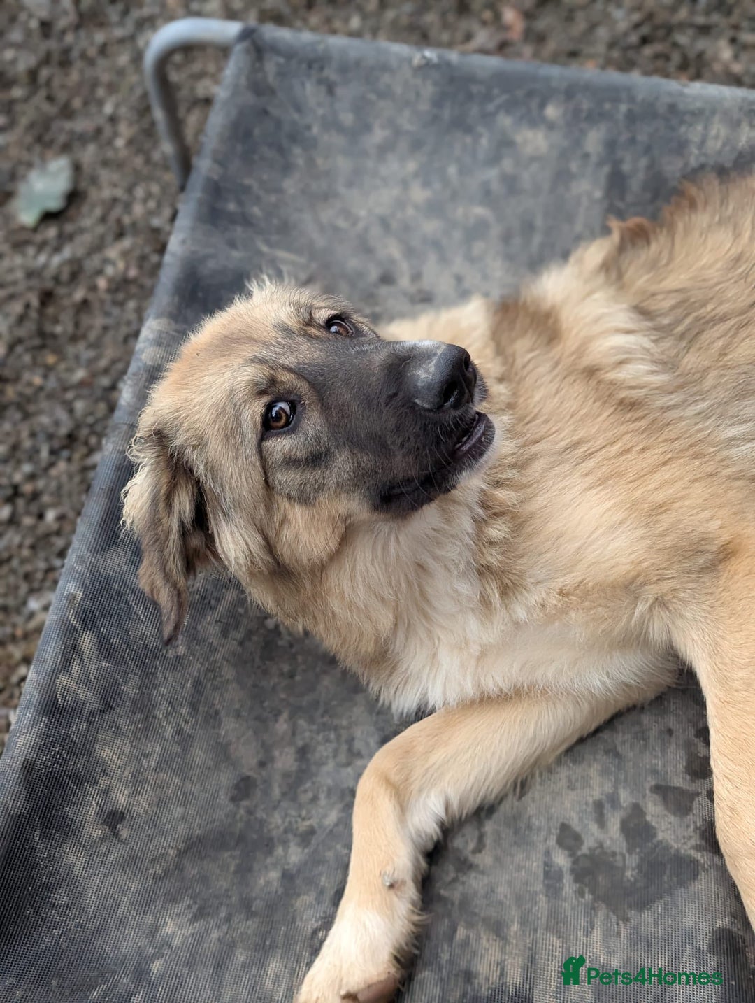 Mixed Breed dogs for adoption: Meet Iona – The Sweet, Shy Sister - Image 10