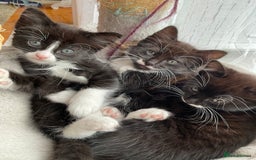 Mixed Breed cats for sale: siamese x siberian tuxedo kittens - Advert 1