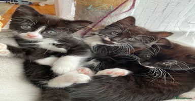 Mixed Breed cats siamese x siberian tuxedo kittens - Advert 11