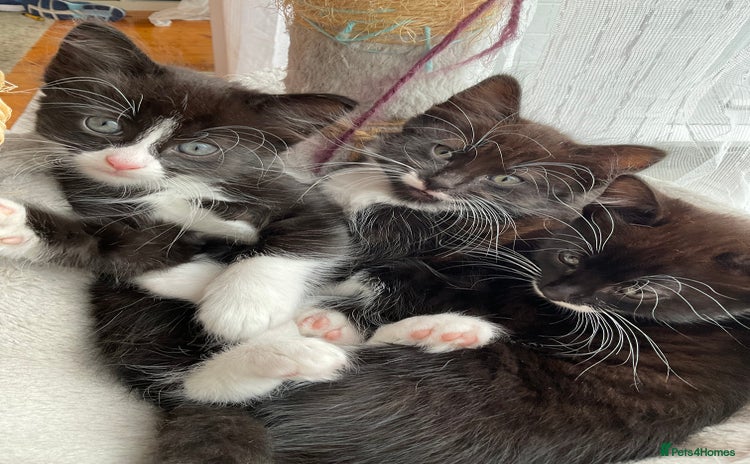 Mixed Breed cats siamese x siberian tuxedo kittens - Advert 3