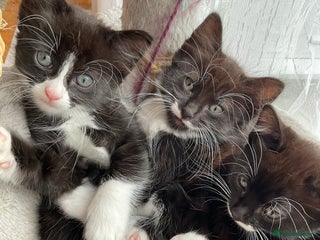 Mixed Breed cats for sale: siamese x siberian tuxedo kittens - Advert 1