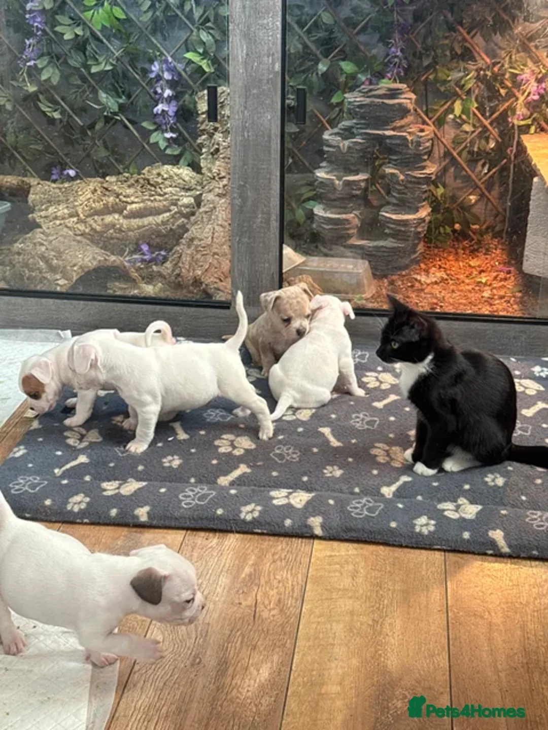 Mixed Breed dogs for sale: French bulldog x American bulldog Ready Now  - Advert 15