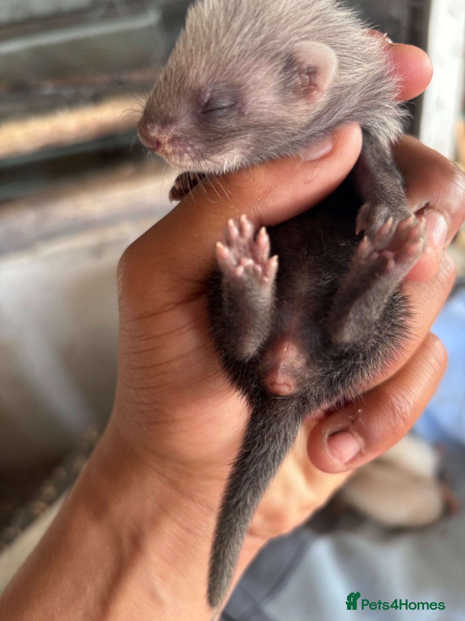 Ferret rodents for sale: Ferret kits hobs&jills  in Middlesbrough - Advert 3