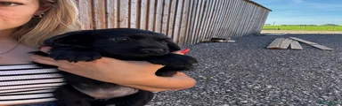 Cockalier Puppy 1