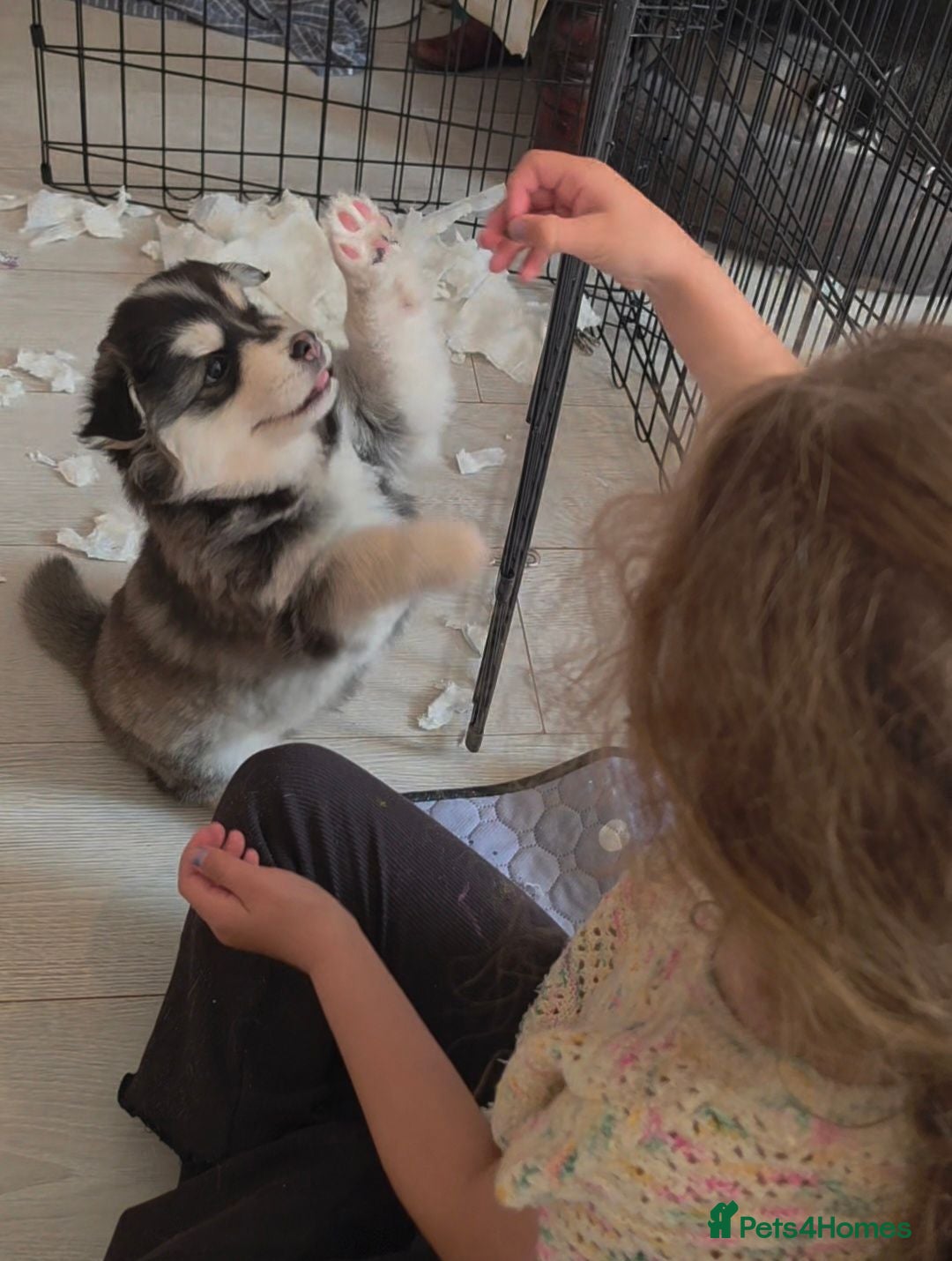 Pomsky dogs Beautiful f4 pomsky boy  - Advert 20