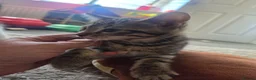 Mixed Breed cats for sale: Kittens for sale blackpool  - Advert 15