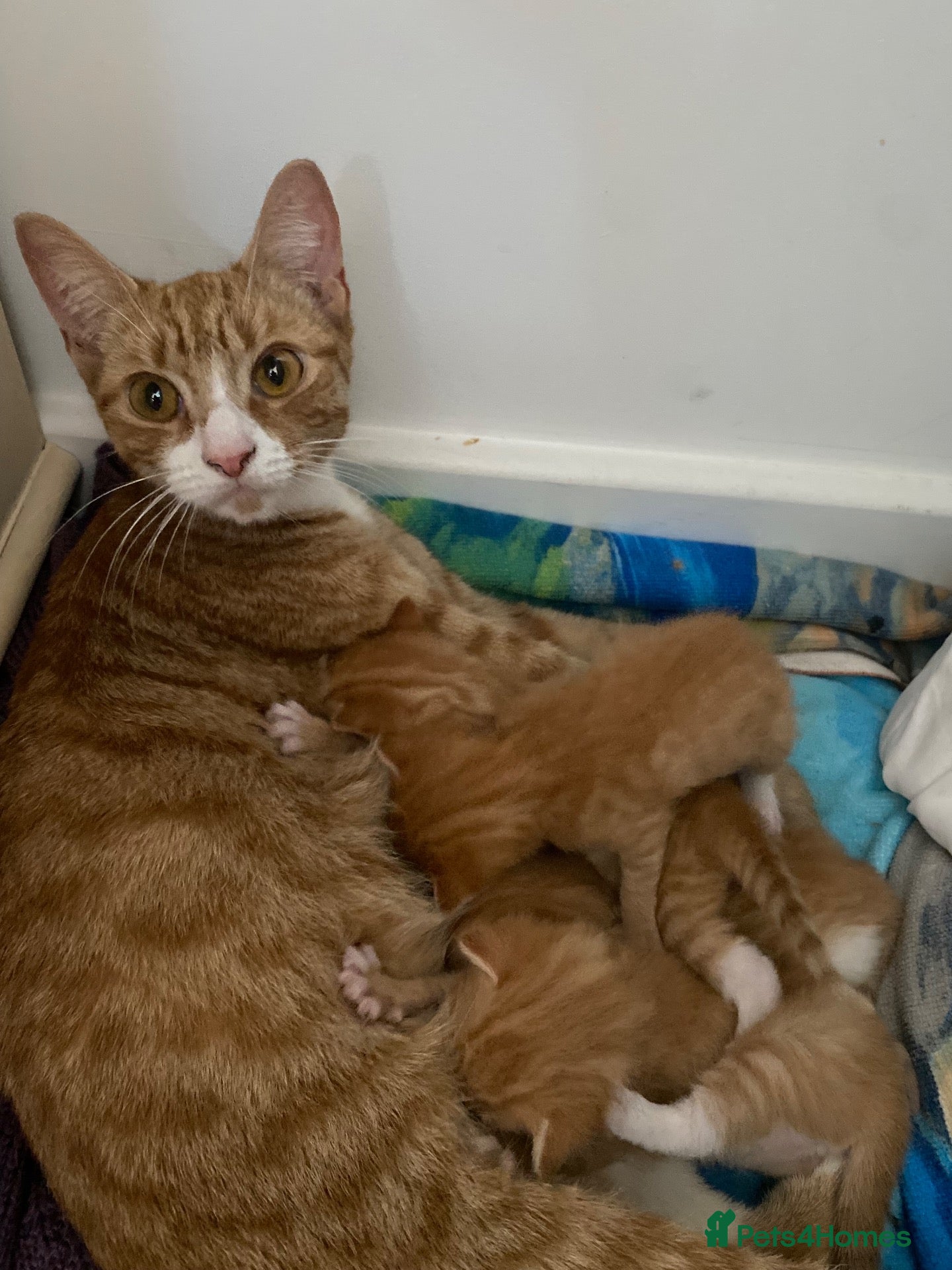 Mixed Breed cats Beautiful Ginger Kittens!  - Advert 4