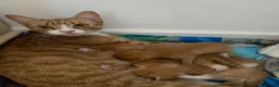Mixed Breed cats for sale: Beautiful Ginger Kittens!  in London - Advert 1
