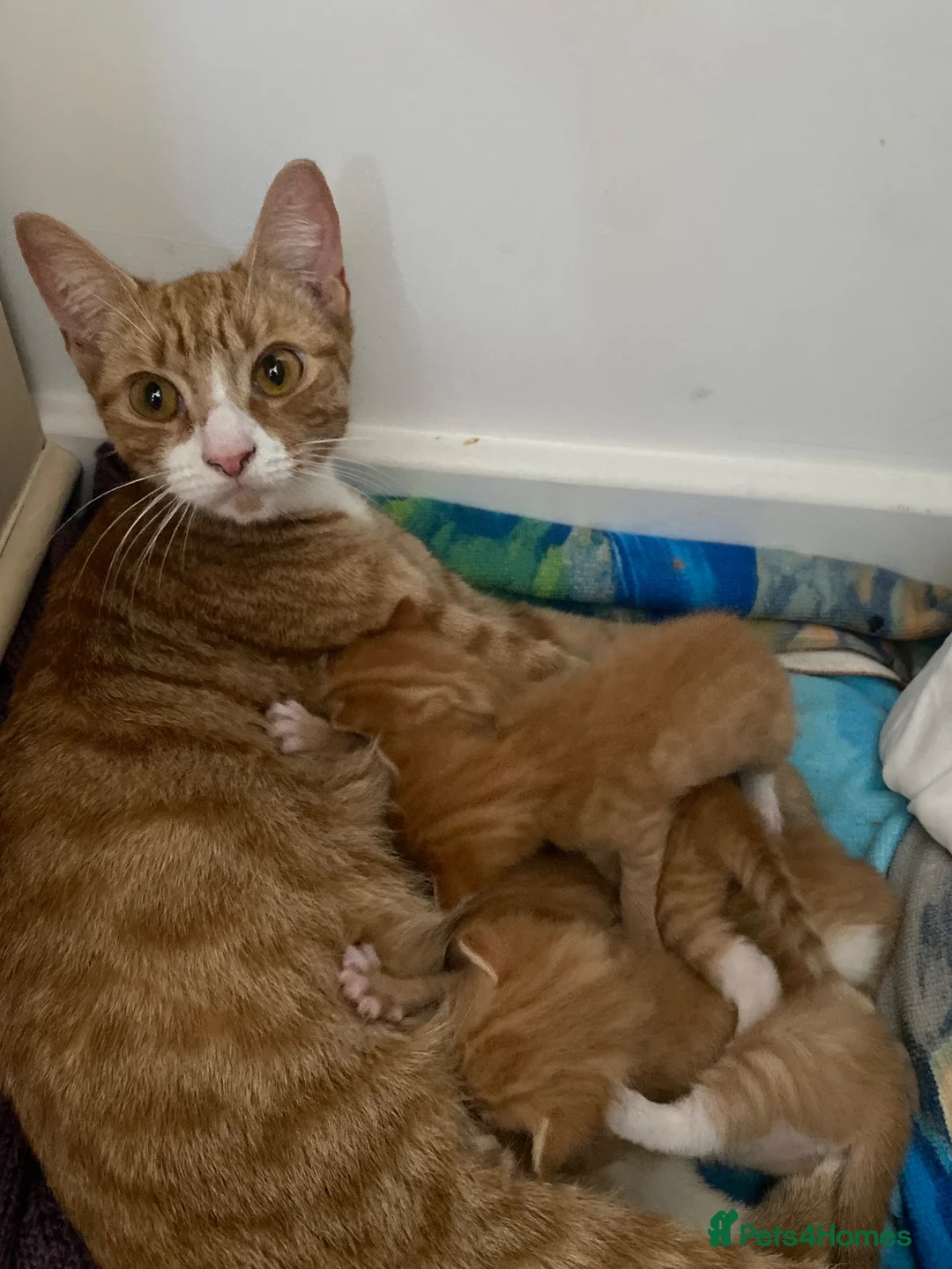 Mixed Breed cats for sale: Beautiful Ginger Kittens!  in London - Advert 1