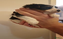 Yorkshire Terrier dogs for sale: 100% Biewer yorkshire-terrier Pedigree  - Advert 20