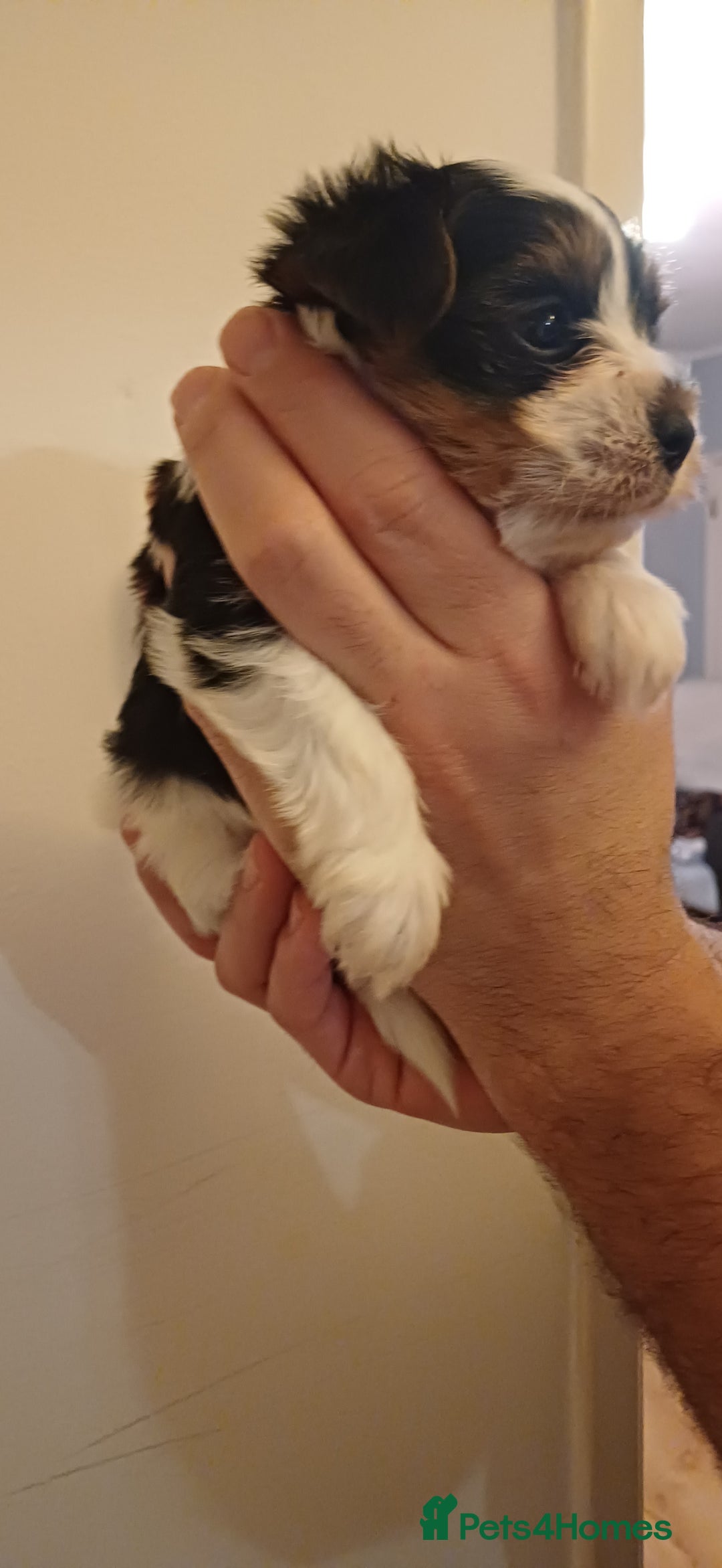 Yorkshire Terrier dogs for sale: 100% Biewer yorkshire-terrier Pedigree  - Advert 20