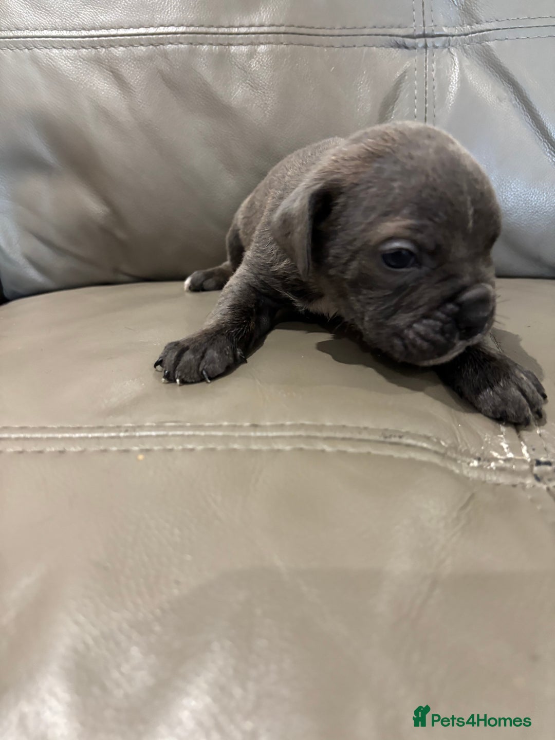 Mixed Breed dogs for sale: canó corso cross british bulldog puppy’s  - Image 17
