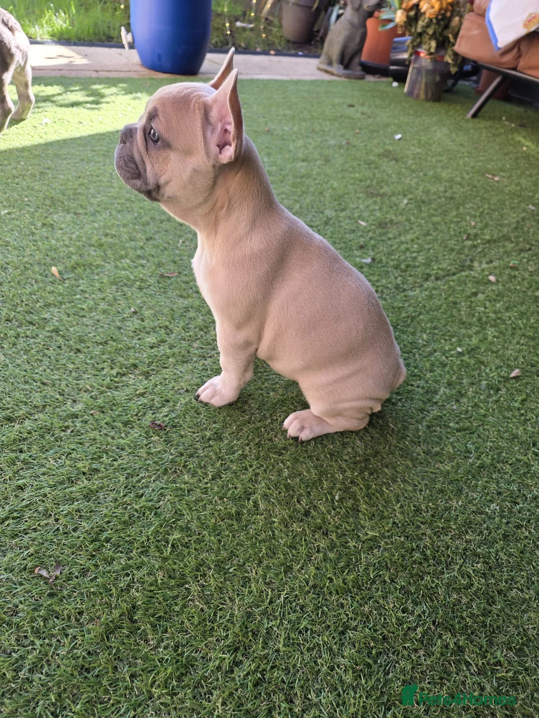 French Bulldog dogs for sale: Beautiful blue french bulldogs puppies  - Advert 1