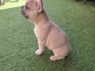 French Bulldog dogs Beautiful blue french bulldogs puppies - Advert 16