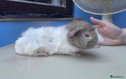 Guinea Pig rodents for sale: Beautiful boar/boy guinea pigs for sale  in King's Lynn - Image 7