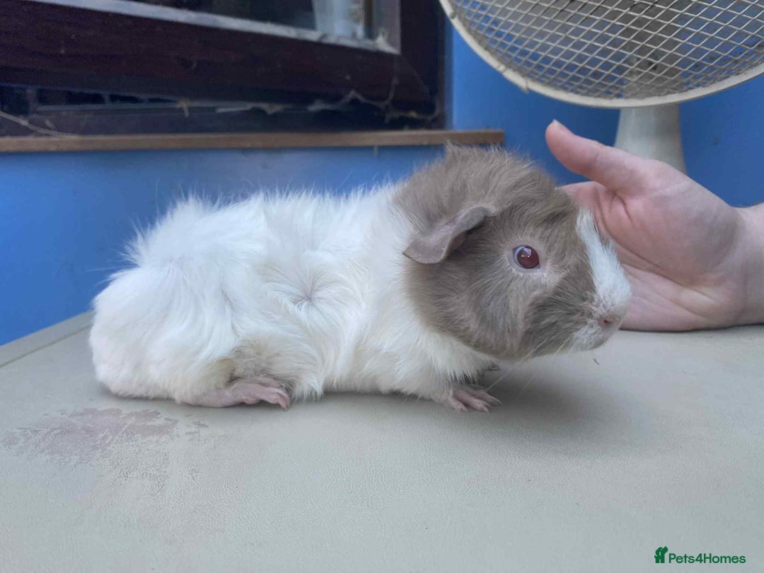 Guinea Pig rodents for sale: Beautiful boar/boy guinea pigs for sale  in King's Lynn - Image 7