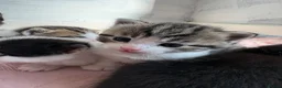 Domestic Shorthair cats for sale: Kittens forsale  - Advert 19