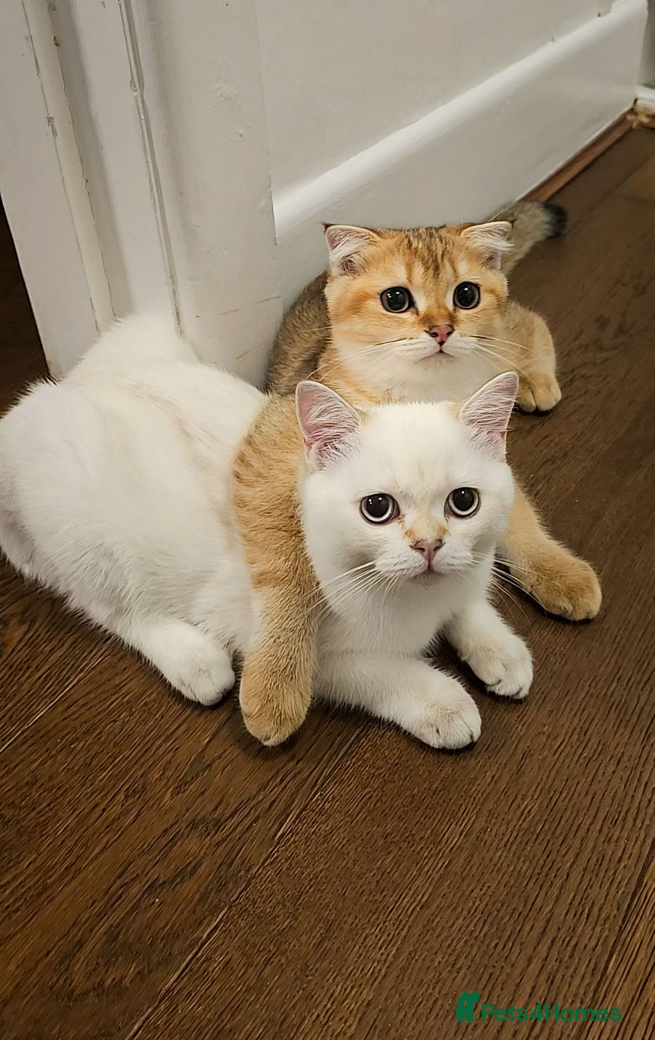 Scottish Fold cats Pedigree😻SF TICA registered😻kittens😻 - Advert 12