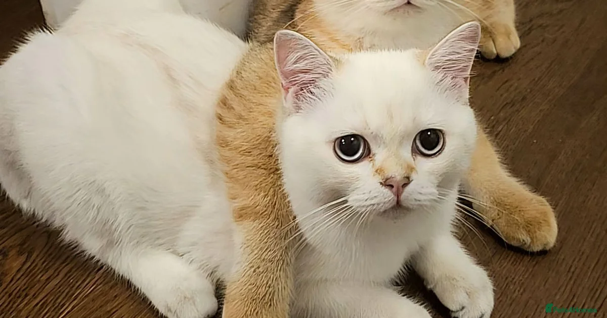 Kittens For Sale In Weymouth Dorset Pets4Homes kittens-for-sale-in-weymouth-dorset-pets4homes