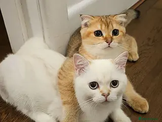 Scottish Fold cats Pedigree😻SF TICA registered😻kittens😻 - Advert 1