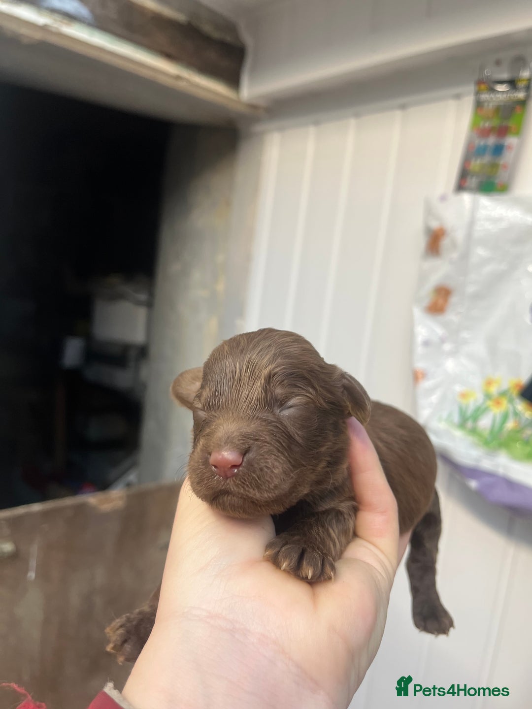 Cockapoo dogs for sale: Beautiful f2 cockapoos - Image 3
