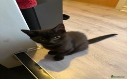 Mixed Breed cats for sale: British Short hair mixed breeds  - Advert 19