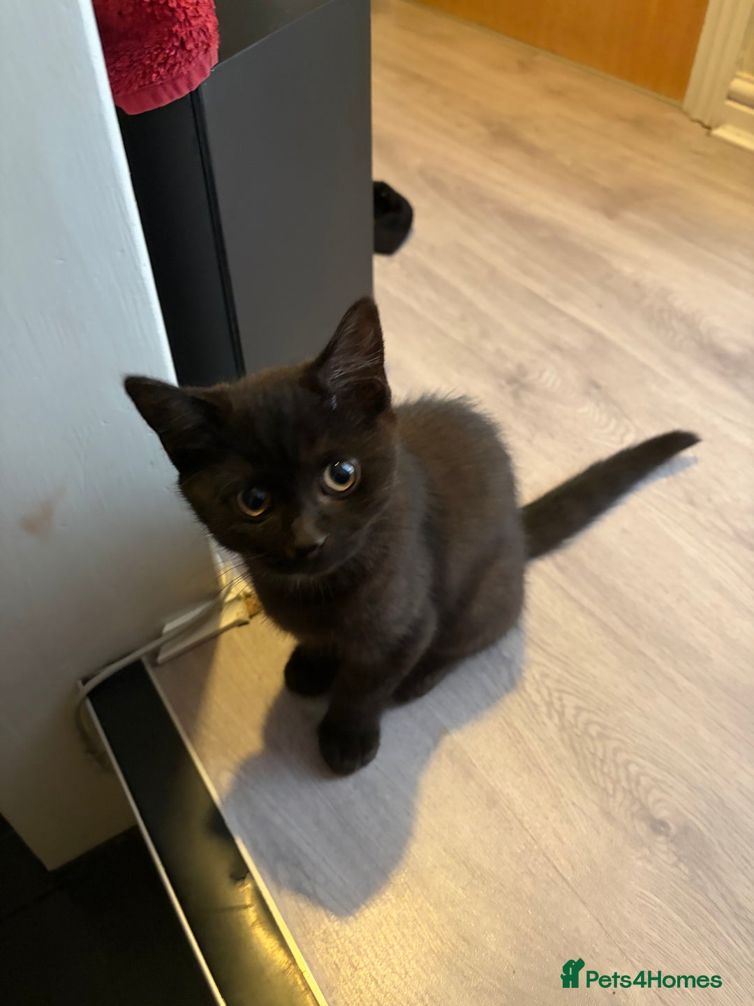 Mixed Breed cats for sale: British Short hair mixed breeds  - Advert 19