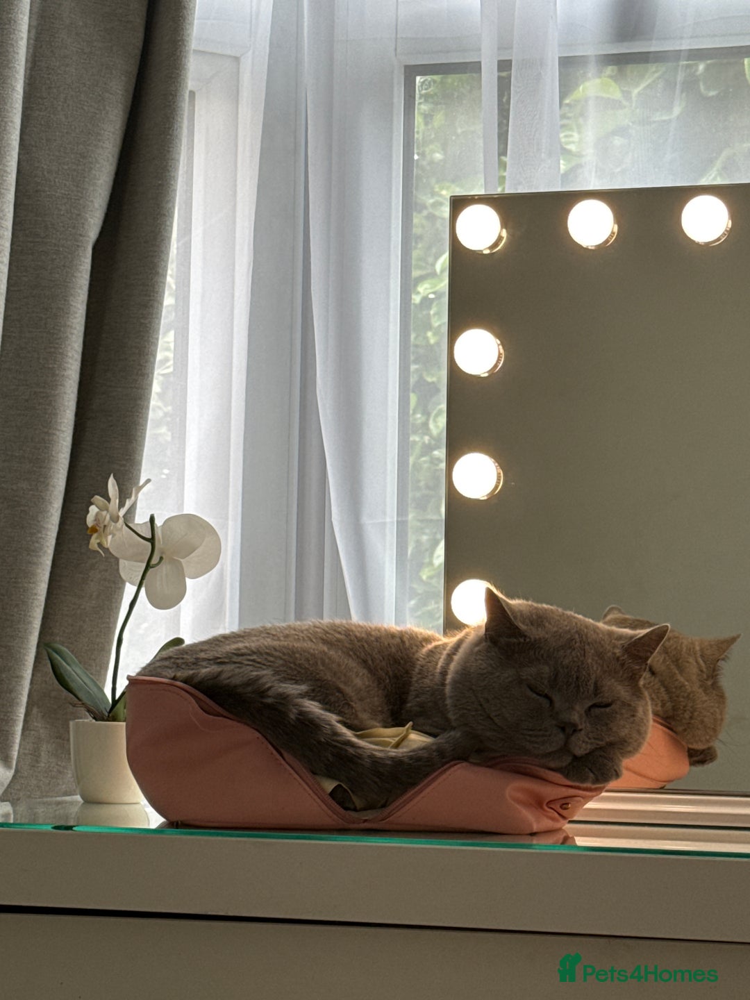 British Shorthair cats for sale: British shorthair  - Image 5