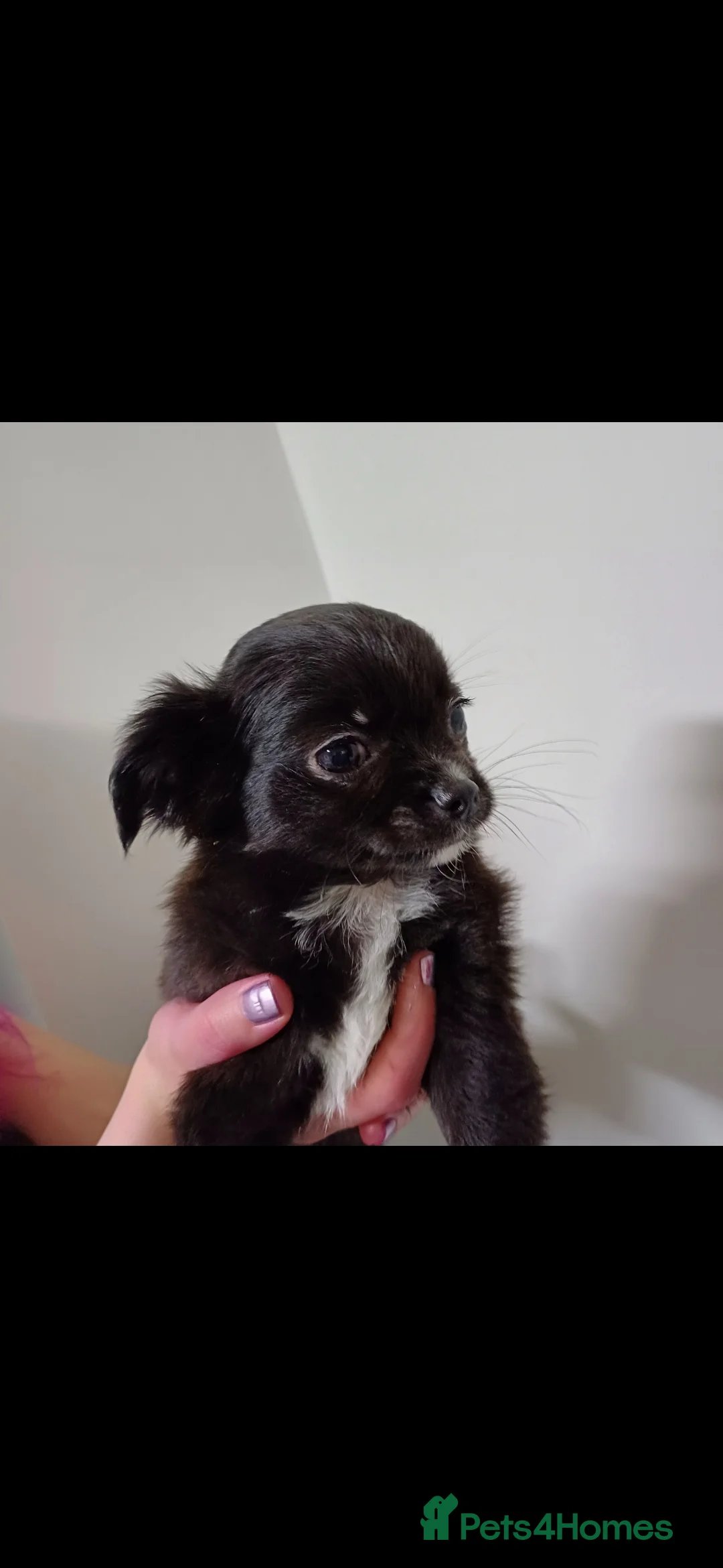 Chihuahua dogs for sale:  **  chihuahua puppies  - Advert 3