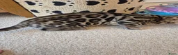 Bengal cats for sale: Stunning Pedigree Bengal Kittens - Advert 13