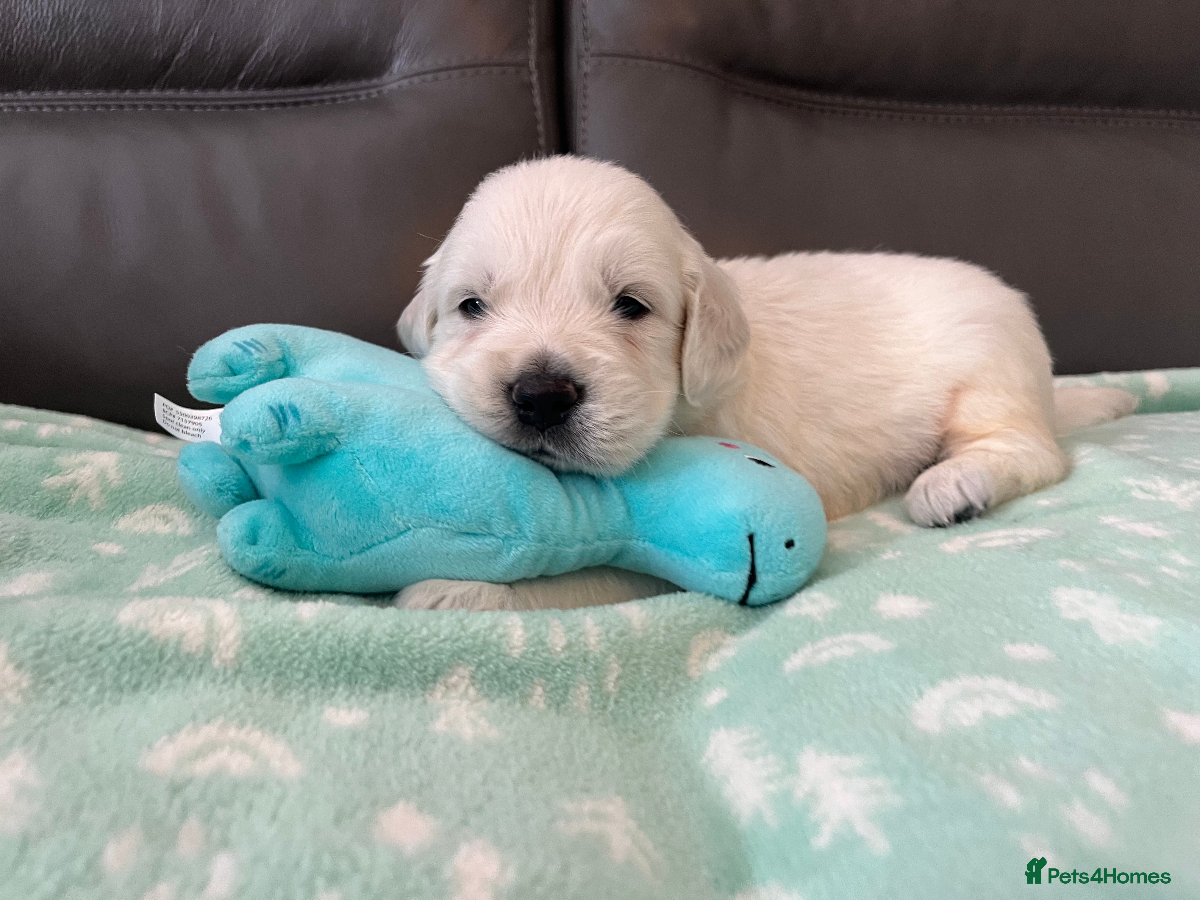 Golden Retriever dogs KC Old English Cream Golden Retriever Puppies  - Advert 2